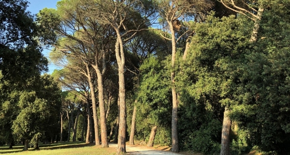 The Most Beautiful Walking Paths and Cycling Routes in Rovinj – Golden Cape Park, Seaside Trail, and a Bike Ride to Paradiso Beach