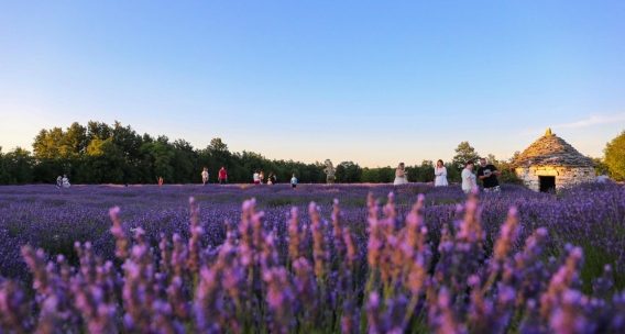 Scents of Istrian Summer: Pine Forests, the Sea, and Lavender – a Story of Mediterranean Aromas and How to Experience Them with All Senses